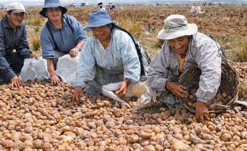 Corea del Sur apoya a Bolivia en la producción de papa Corea del Sur apoya a Bolivia en la producción de papa