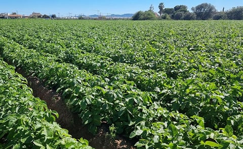 CORINNA potato field in Spain – a ware variety gaining strong traction in European retail programs CORINNA potato field in Spain – a ware variety gaining strong traction in European retail programs