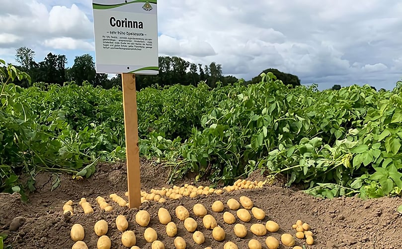 Corinna Potato Variety at a the variety presentation in Schleswig Corinna Potato Variety in Sortenkiek Schleswig