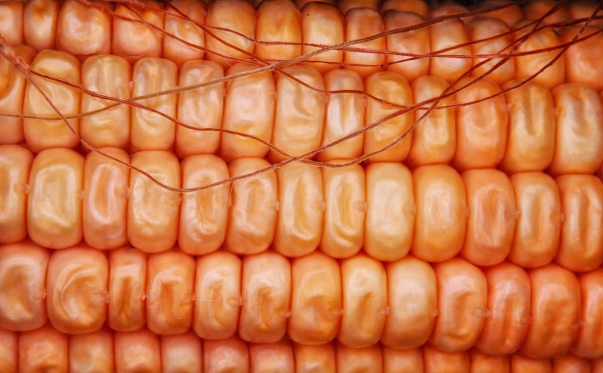 New Study Finds Corn Oil Superior to Extra Virgin Olive Oil in Lowering Cholesterol New Study Finds Corn Oil Superior to Extra Virgin Olive Oil in Lowering Cholesterol
