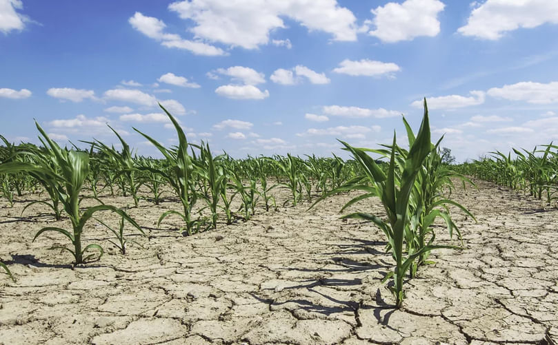 Corn Field Facing Nature’s Challenges Corn Field Facing Nature’s Challenges