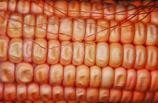 New Study Finds Corn Oil Superior to Extra Virgin Olive Oil in Lowering Cholesterol