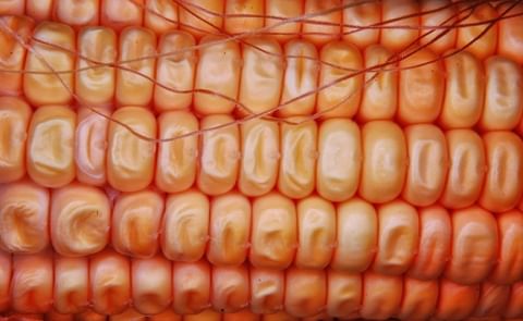 New Study Finds Corn Oil Superior to Extra Virgin Olive Oil in Lowering Cholesterol New Study Finds Corn Oil Superior to Extra Virgin Olive Oil in Lowering Cholesterol