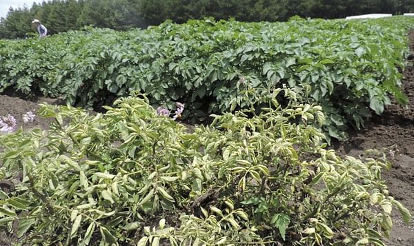 Cornell University improves global access to potato breeding material