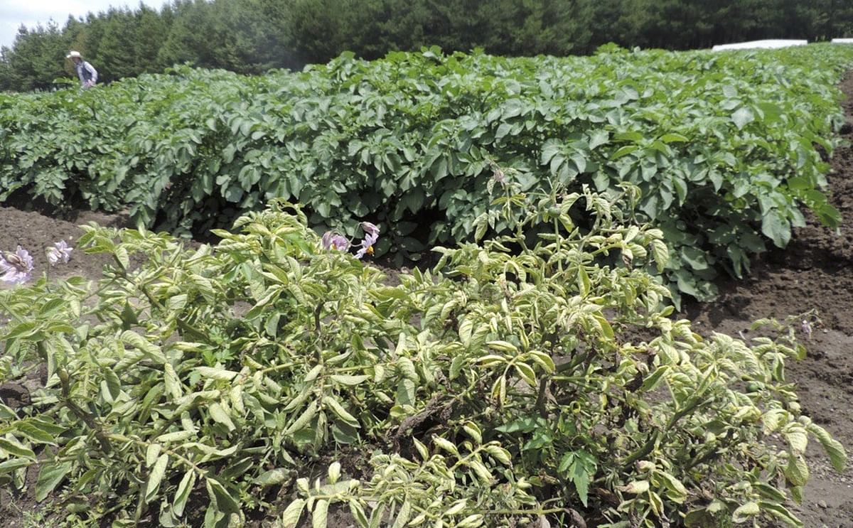 Potato plants, in foreground, infected by late blight disease at Toluca Valley, Mexico. Background plants incorporate germplasm from wild potato varieties and display late blight disease resistance (Courtesy: Cornell University)
