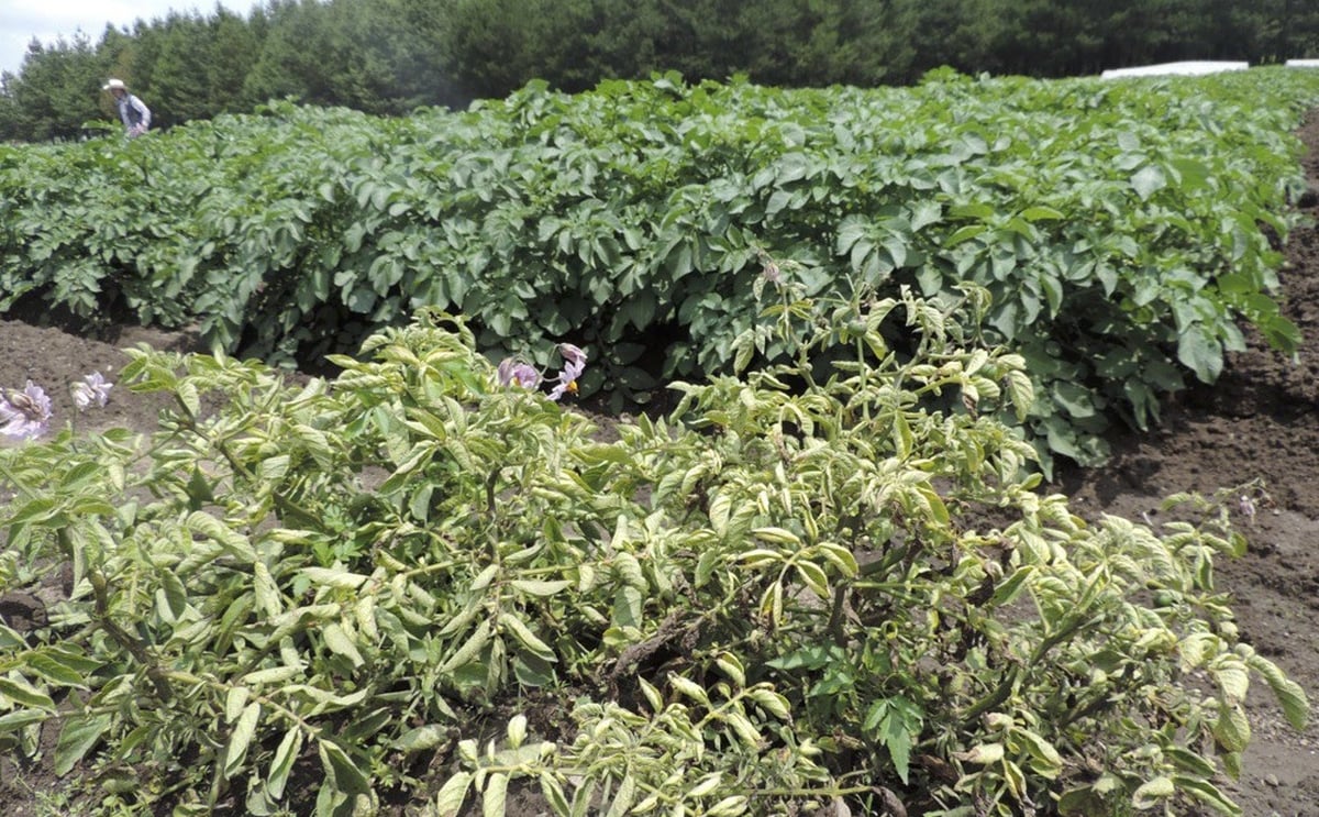 Cornell University improves global access to potato breeding material Cornell University improves global access to potato breeding material