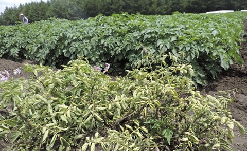 Potato plants, in foreground, infected by late blight disease at Toluca Valley, Mexico. Background plants incorporate germplasm from wild potato varieties and display late blight disease resistance (Courtesy: Cornell University) Potato plants, in foreground, infected by late blight disease at Toluca Valley, Mexico. Background plants incorporate germplasm from wild potato varieties and display late blight disease resistance (Courtesy: Cornell University)