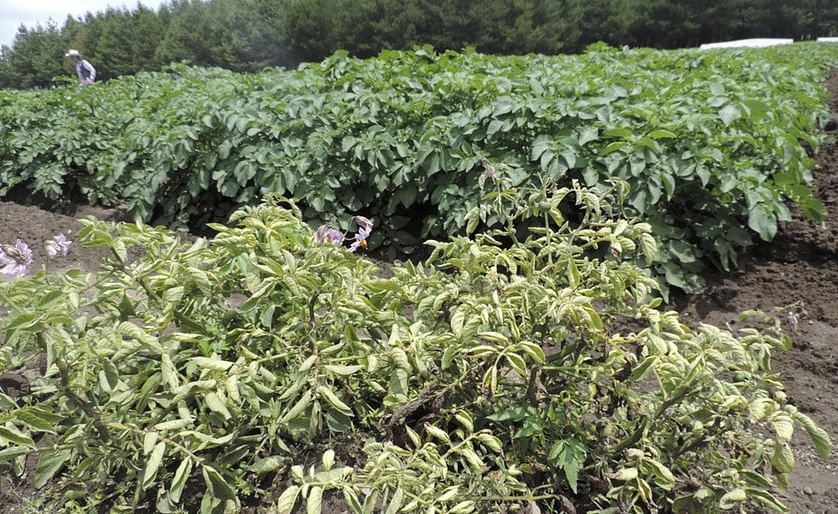 Potato plants, in foreground, infected by late blight disease at Toluca Valley, Mexico. Background plants incorporate germplasm from wild potato varieties and display late blight disease resistance (Courtesy: Cornell University)