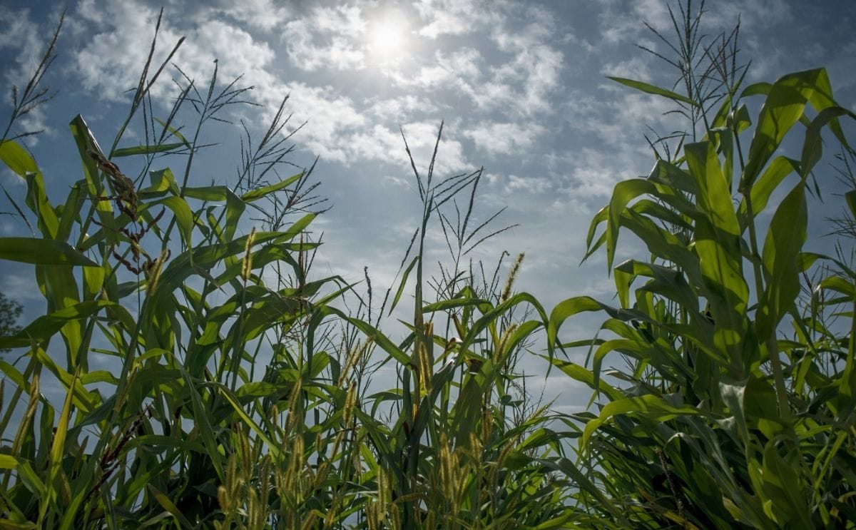 In 2007, 20 – 40 % of all corn in the US was used for energy production In 2007, 20 – 40 % of all corn in the US was used for energy production