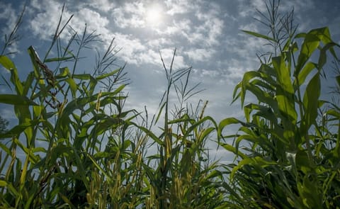 Snack Food Industry urges review US biofuel policy Snack Food Industry urges review US biofuel policy