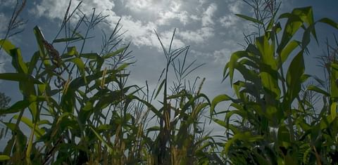 In 2007, 20 – 40 % of all corn in the US was used for energy production