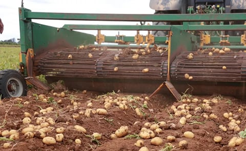 Cosecha de la patata en Andalucía Cosecha de la patata en Andalucía