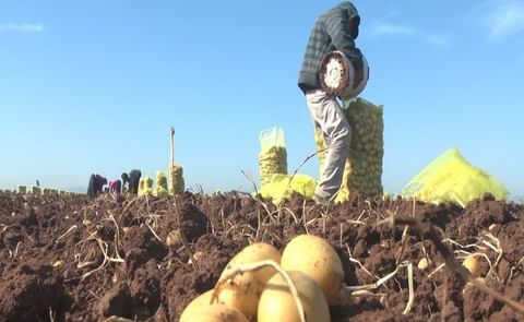 México: Las labores de recolección del tubérculo comenzaron en los lotes destinados para abastecer a la industria elaboradora de frituras a nivel nacional México: Las labores de recolección del tubérculo comenzaron en los lotes destinados para abastecer a la industria elaboradora de frituras a nivel nacional