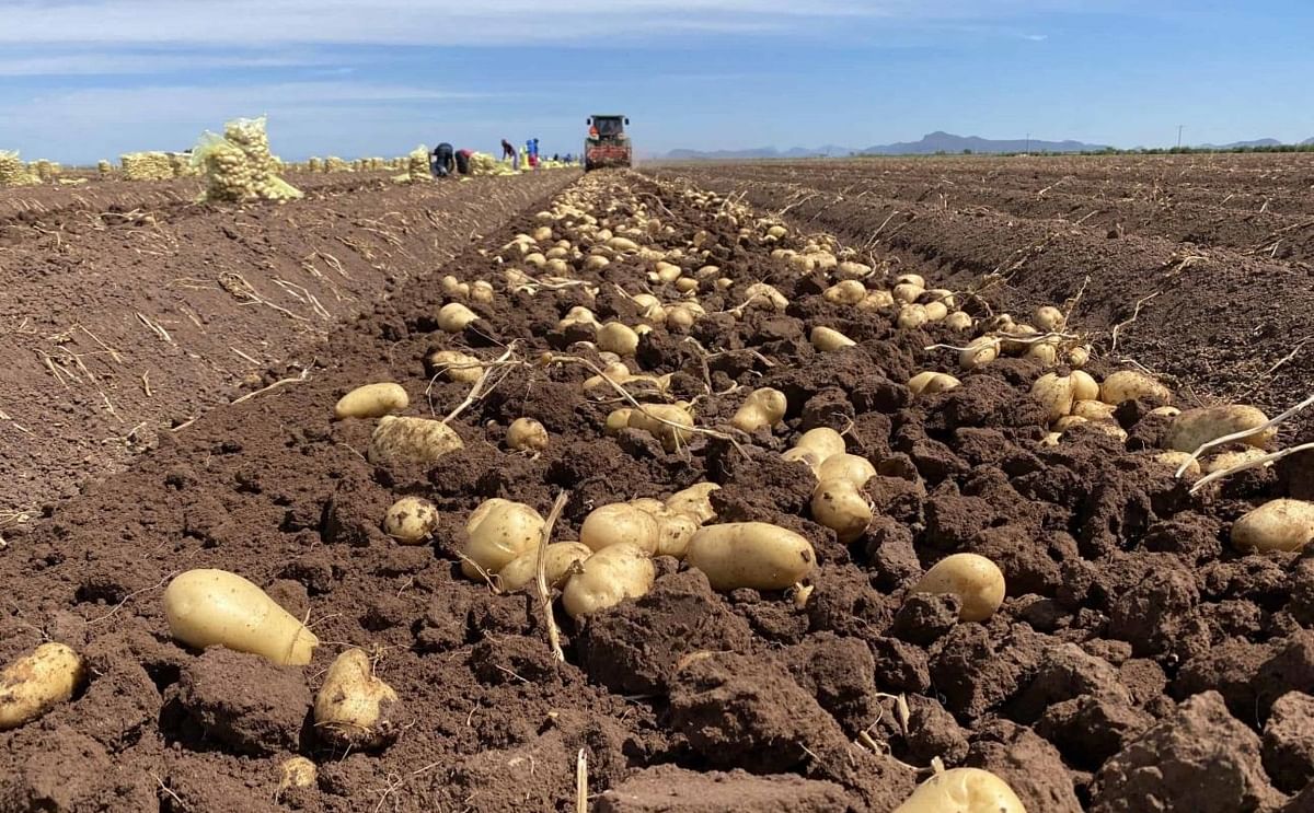 Cosecha de papa en el norte de Sinaloa