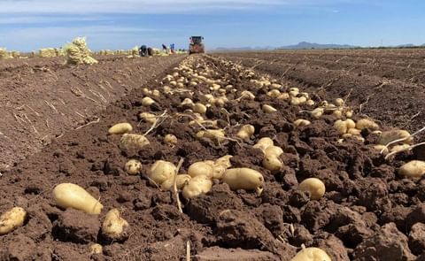 Cosecha de papa en el norte de Sinaloa Cosecha de papa en el norte de Sinaloa