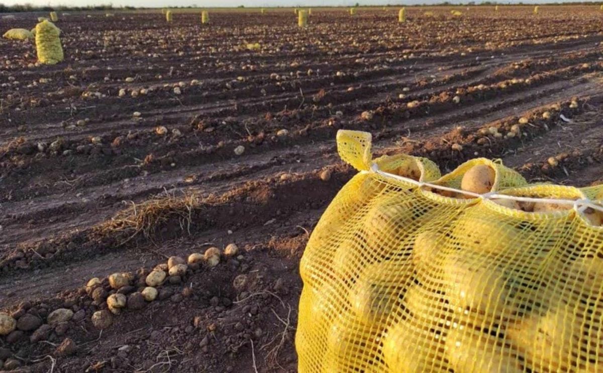 Potatoes in the field