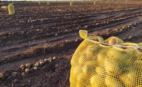 Potatoes in the field Potatoes in the field