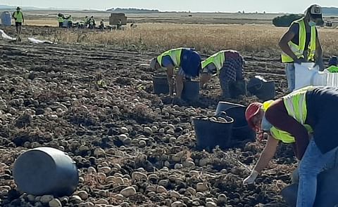 La empresa vallisoletana apuesta por las variedades 'Agria' y 'Lady amarilla' para seguir ofreciendo patata nacional y de Castilla y León a los consumidores.
La empresa vallisoletana apuesta por las variedades 'Agria' y 'Lady amarilla' para seguir ofreciendo patata nacional y de Castilla y León a los consumidores.