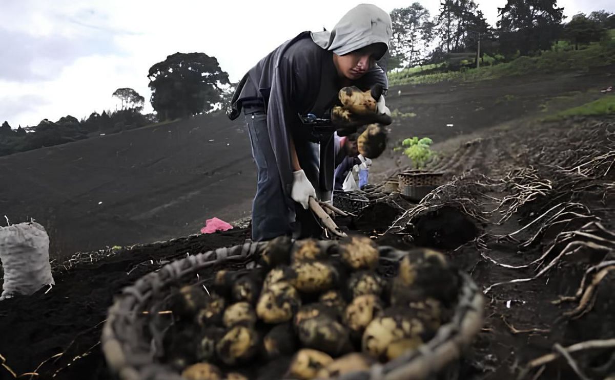 Costa Rica: Productores exploran negocio de papa frita Costa Rica: Productores exploran negocio de papa frita
