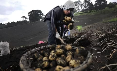 Costa Rica: Productores exploran negocio de papa frita Costa Rica: Productores exploran negocio de papa frita