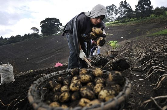 Potato Cultivation in Costa Rica