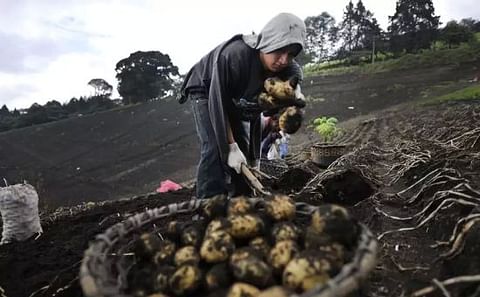 Costa Rica: Productores exploran negocio de papa frita Costa Rica: Productores exploran negocio de papa frita