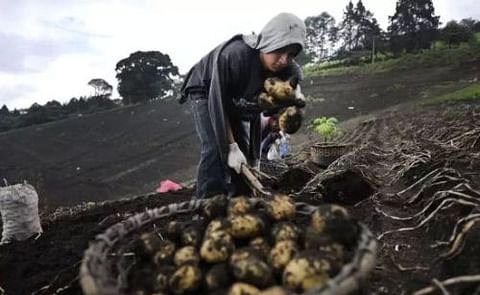 México: Sin apoyo gubernamental cerca de 300 productores de papa México: Sin apoyo gubernamental cerca de 300 productores de papa