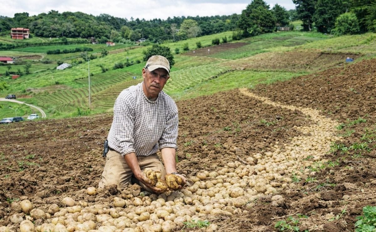 Costa Rica: Controlan larvas de escarabajos con Bacillus en cultivos de papa