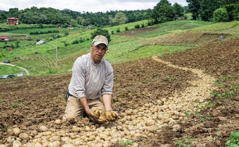 Costa Rica: Controlan larvas de escarabajos con Bacillus en cultivos de papa Costa Rica: Controlan larvas de escarabajos con Bacillus en cultivos de papa