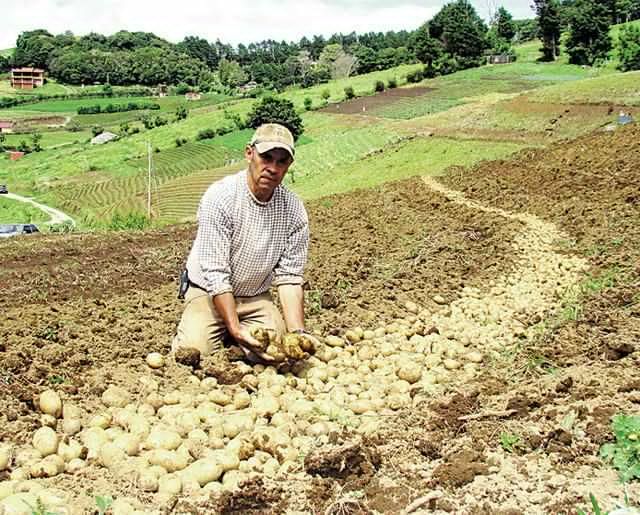 Costa Rica: Controlan larvas de escarabajos con Bacillus en cultivos de papa