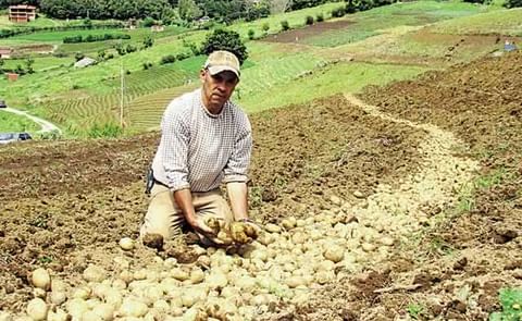 Costa Rica: Controlan larvas de escarabajos con Bacillus en cultivos de papa Costa Rica: Controlan larvas de escarabajos con Bacillus en cultivos de papa