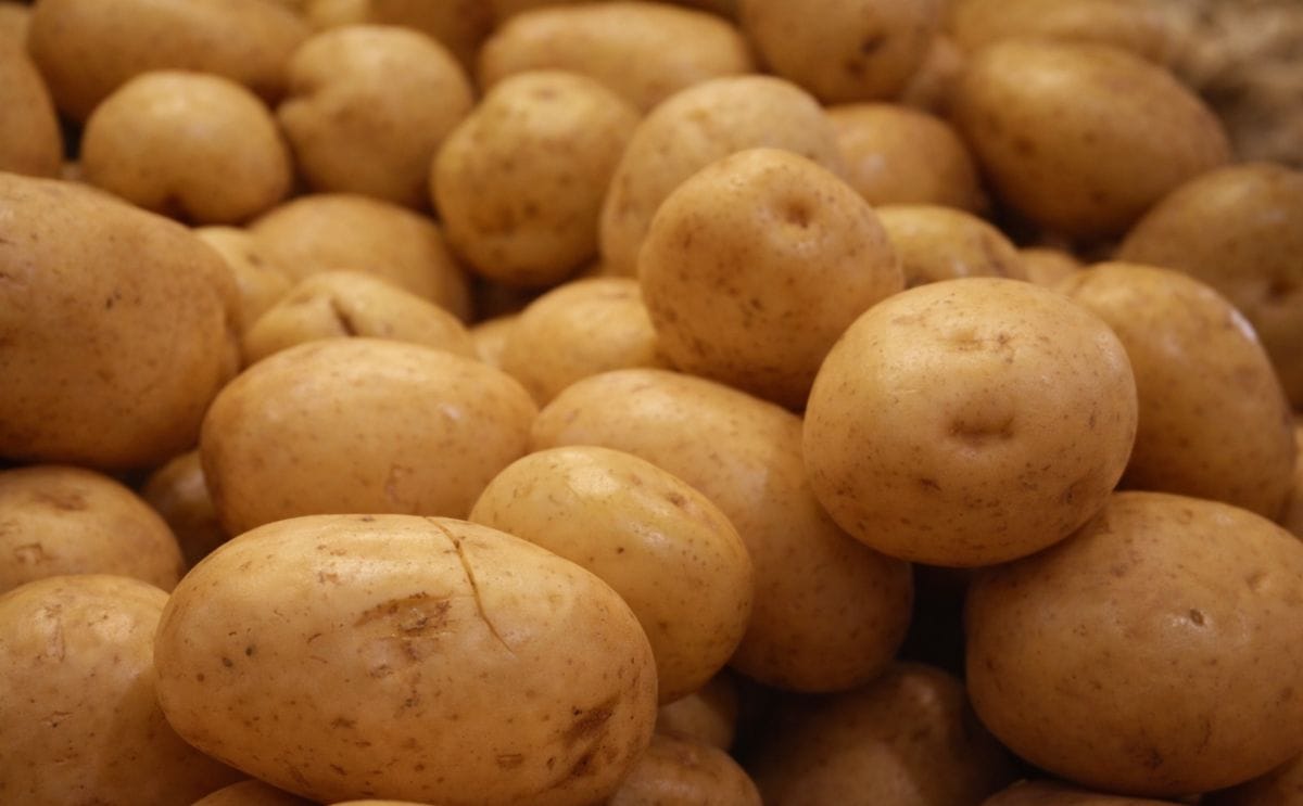 Papa industrial estadounidense volvería a entrar a Costa Rica Papa industrial estadounidense volvería a entrar a Costa Rica