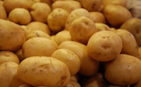 Papa industrial estadounidense volvería a entrar a Costa Rica Papa industrial estadounidense volvería a entrar a Costa Rica