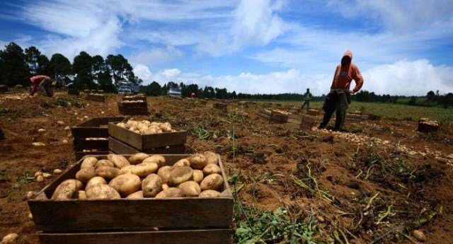 Costos en Venezuela merman siembra de papa y aumentan migración a otros rubros