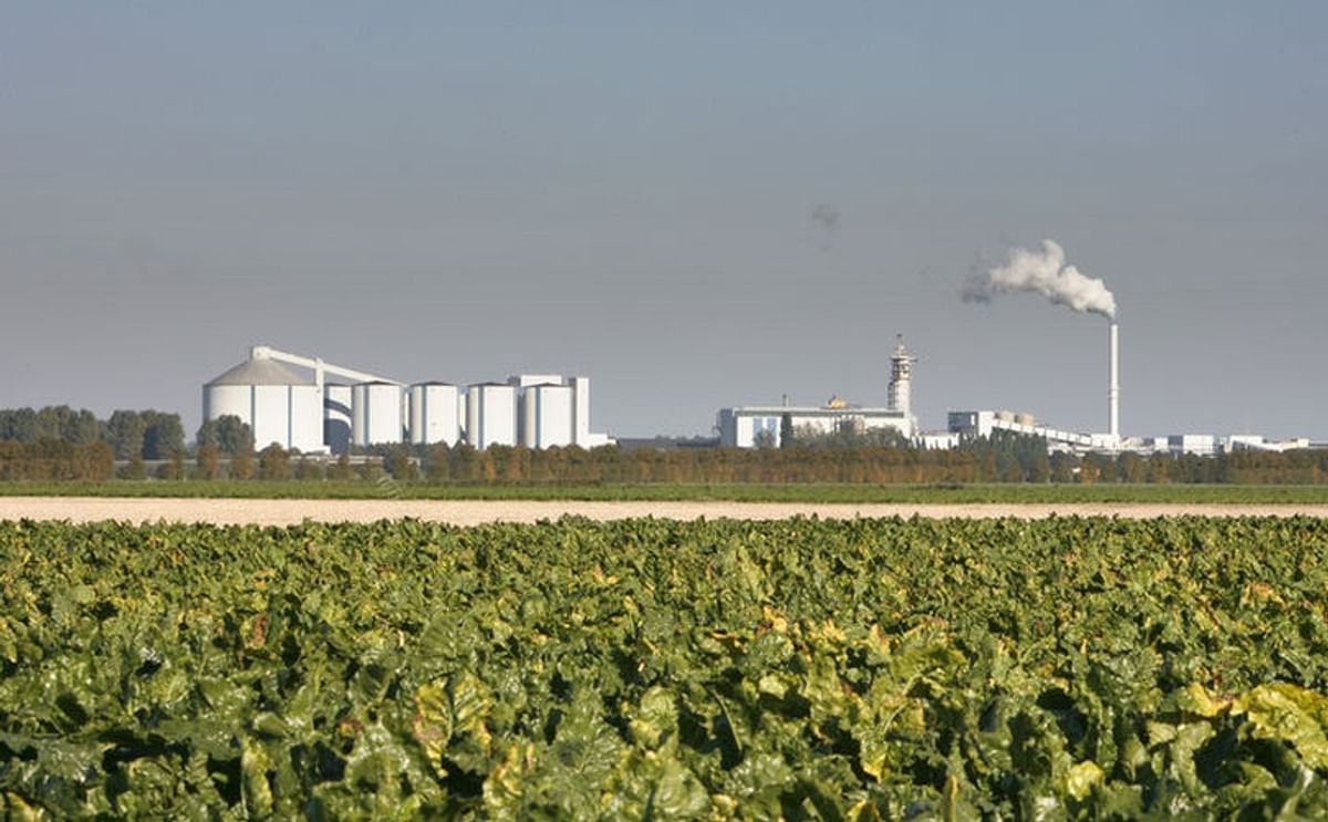 Royal Cosun core activity is the production of sugar from sugar beets. Above a view of the Suiker Unie plant in Dinteloord, with a field of sugar beets in the foreground.