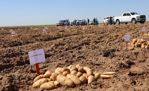 The COTX08063-2Ru potato clone by the Texas A&M Potato Breeding Program is being touted as the best chance for Texas to enter into the french fry market. The COTX08063-2Ru potato clone by the Texas A&M Potato Breeding Program is being touted as the best chance for Texas to enter into the french fry market.