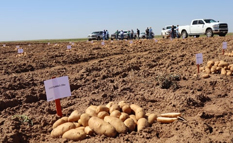 The COTX08063-2Ru potato clone by the Texas A&M Potato Breeding Program is being touted as the best chance for Texas to enter into the french fry market. The COTX08063-2Ru potato clone by the Texas A&M Potato Breeding Program is being touted as the best chance for Texas to enter into the french fry market.