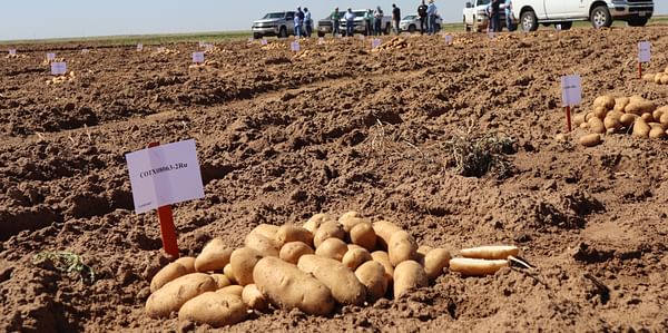 The COTX08063-2Ru potato clone by the Texas A&M Potato Breeding Program is being touted as the best chance for Texas to enter into the french fry market. (Courtesy: Texas A&M AgriLife)