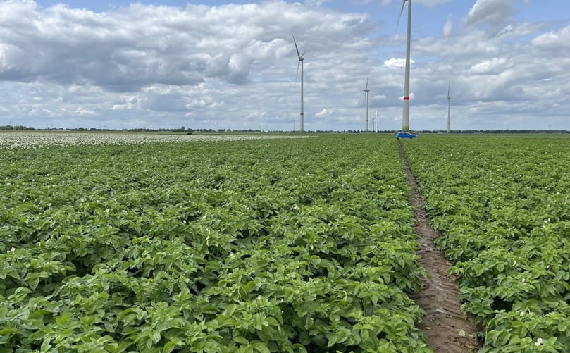 Field trials of the Country table potato variety under German growing conditions, where adaptability and yield stability are key selection criteria. Field trials of the Country table potato variety under German growing conditions, where adaptability and yield stability are key selection criteria.