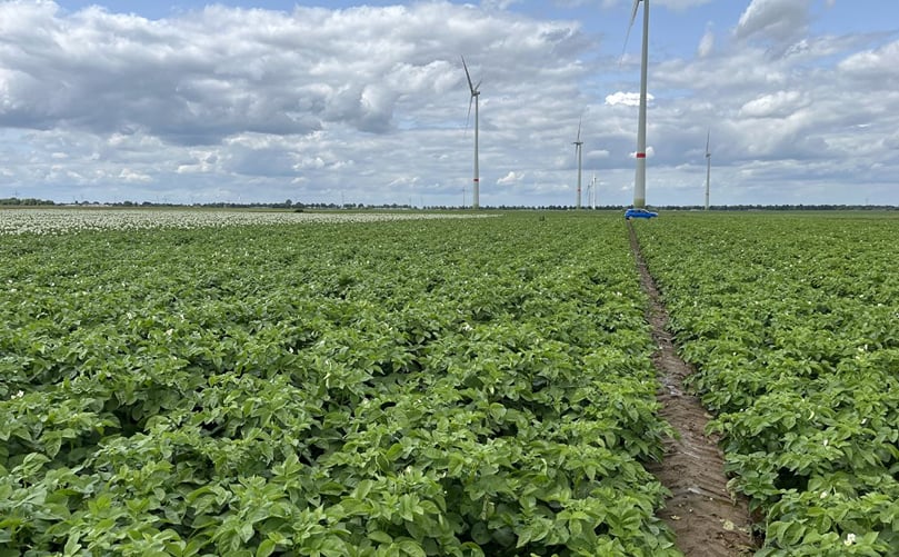 Field trials of the Country table potato variety under German growing conditions, where adaptability and yield stability are key selection criteria. Field trials of the Country table potato variety under German growing conditions, where adaptability and yield stability are key selection criteria.