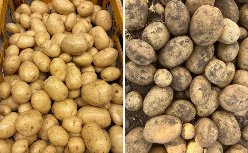 Country potatoes showing uniform tuber size and skin quality at harvest, supporting efficient sorting and retail presentation. Country potatoes showing uniform tuber size and skin quality at harvest, supporting efficient sorting and retail presentation.