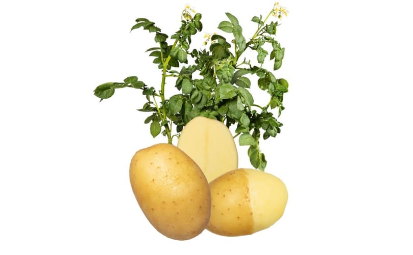 The Country table potato variety, developed for high yield, homogeneity and strong skin quality for the fresh retail market. The Country table potato variety, developed for high yield, homogeneity and strong skin quality for the fresh retail market.