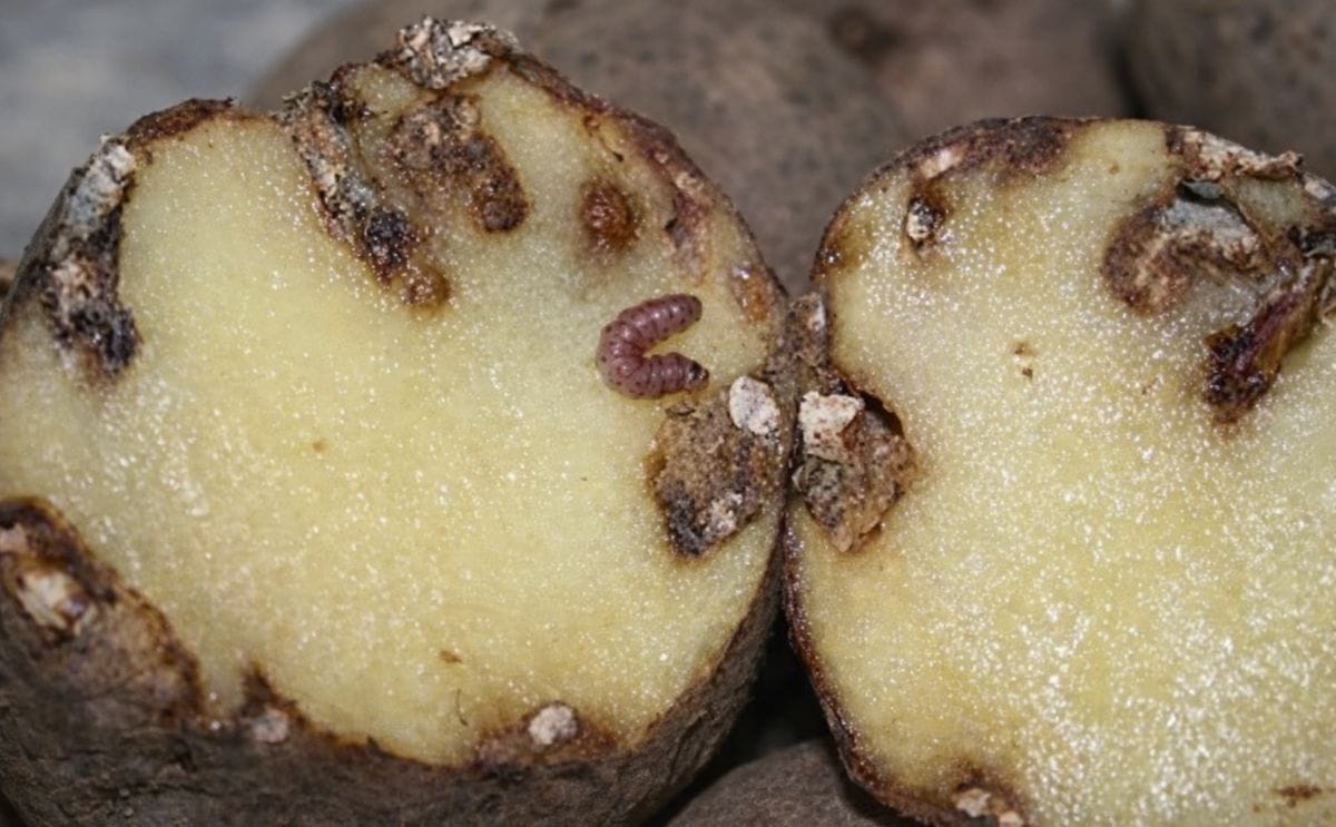 España: Llega a Galicia la polilla guatemalteca, una nueva plaga de la papa