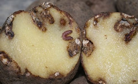 España: Llega a Galicia la polilla guatemalteca, una nueva plaga de la papa España: Llega a Galicia la polilla guatemalteca, una nueva plaga de la papa