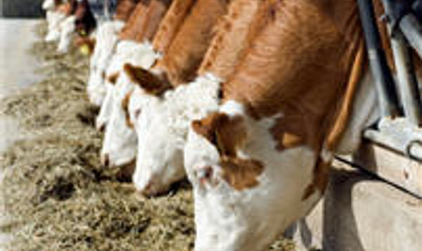 Agrifirm introduces Avebe fibre starch as a new wet feed for dairy cows