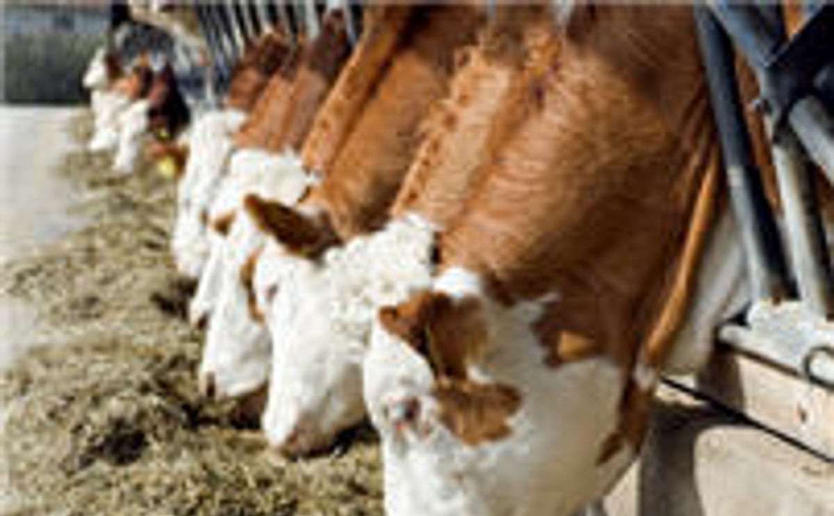 Agrifirm introduces Avebe fibre starch as a new wet feed for dairy cows