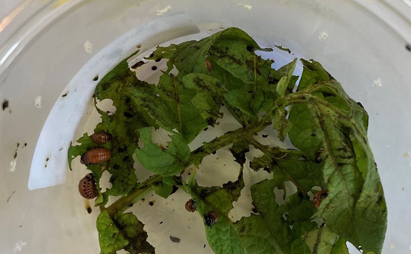 Potato leaves decimated by Colorado potato Beetle Larvae Potato leaves decimated by Colorado potato Beetle Larvae