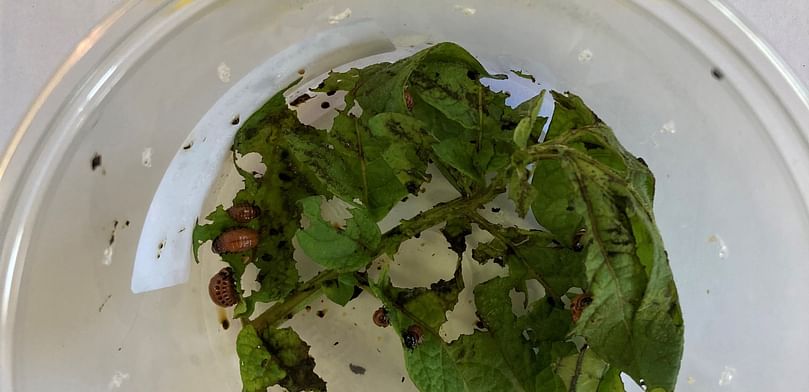 Colorado potato beetle (CPB) potato leaves decimated Colorado potato beetle (CPB) potato leaves decimated