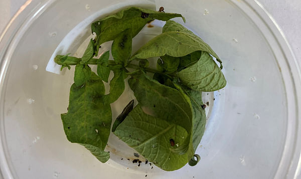 RNA-based biopesticide technology delivers 98% mortality of Colorado potato beetle in independent test