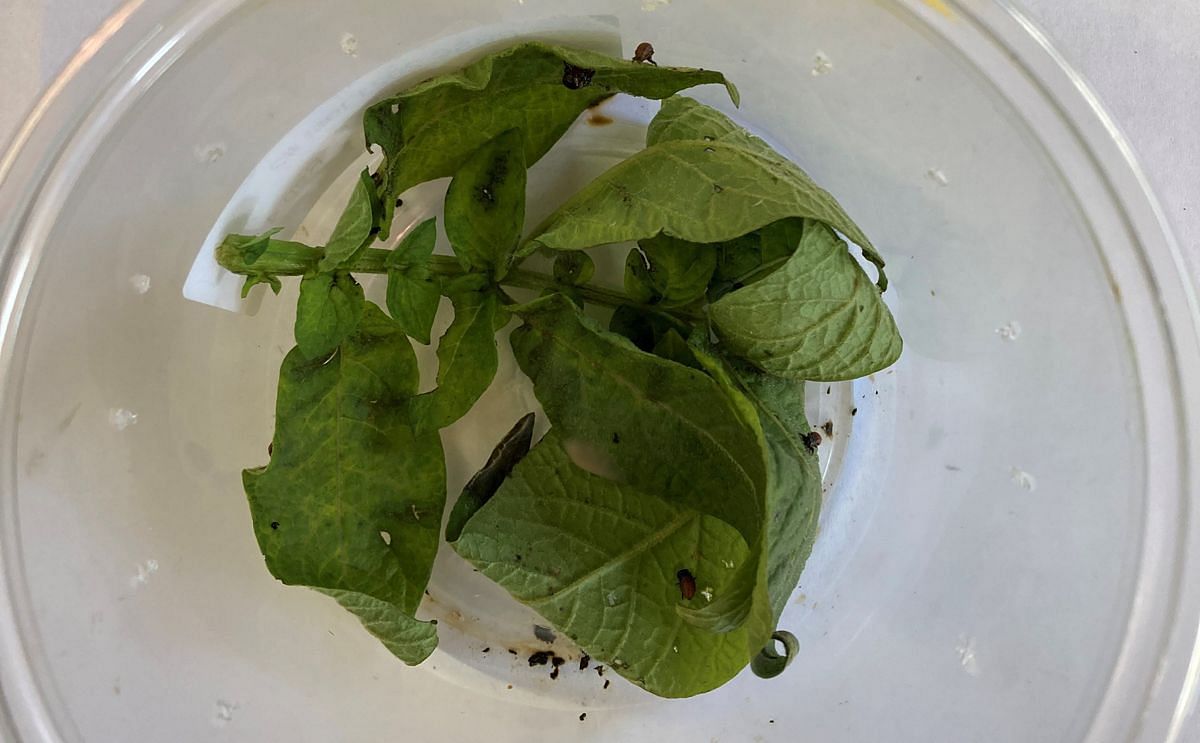 Revolutionary RNA-based biopesticide technology delivers 98% mortality of Colorado potato beetle in independent test RevolutionaryRNA-based biopesticide technology delivers 98% mortality of Colorado potato beetle in independent test